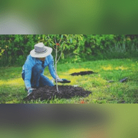 Why Planting Trees is Key to Fighting Climate Change Why Planting Trees is Key to Fighting Climate Change