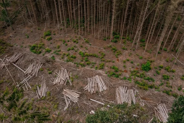 5 Main Ways Deforestation Affects Climate Change