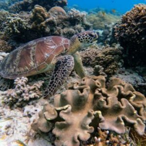 Climate Change Oceans Silent Crisis Climate Change Oceans Silent Crisis