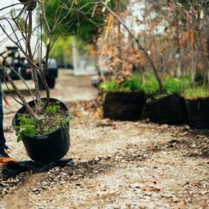 10 Benefits Of Planting Trees For The Environment 10 Benefits Of Planting Trees For The Environment