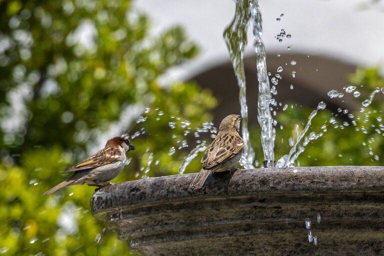 Top 7 Tips How To Take Care Of Birds In Summer Top 7 Tips How To Take Care Of Birds In Summer