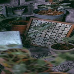 How To Indoor Plants Grow Without Sunlight How To Indoor Plants Grow Without Sunlight