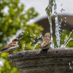 Top 7 Tips How To Take Care Of Birds In Summer Top 7 Tips How To Take Care Of Birds In Summer