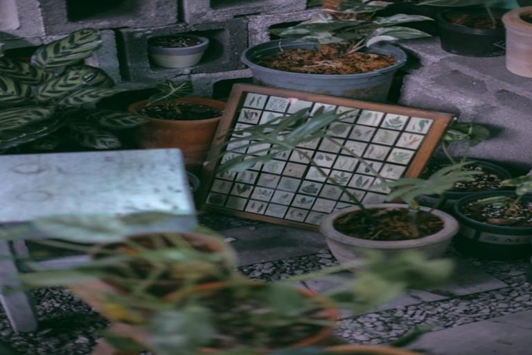 How To Indoor Plants Grow Without Sunlight How To Indoor Plants Grow Without Sunlight