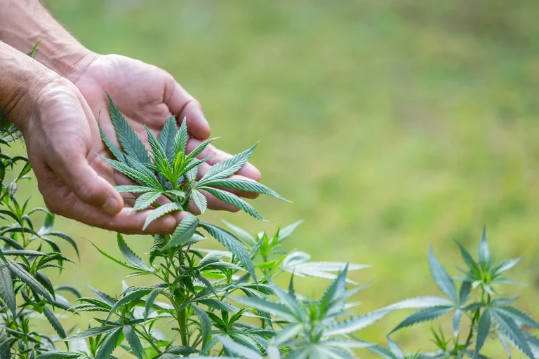 8 Environmental Factors To Avoid For Growing Cannabis