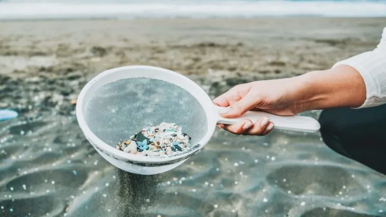 Understanding The Effects Of Microplastics On Our Environment Understanding The Effects Of Microplastics On Our Environment