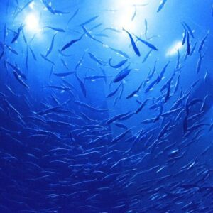 10 Interesting Facts About Fish You Didn’t Know 10 Interesting Facts About Fish You Didn’t Know