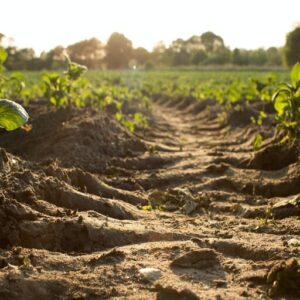 How Healthy Soil Can Help Stabilize Weather Patterns How Healthy Soil Can Help Stabilize Weather Patterns