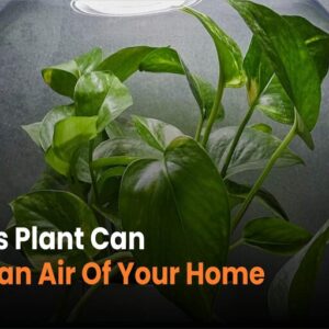 Air Purifying Plant Developed by Researchers Air Purifying Plant Developed by Researchers