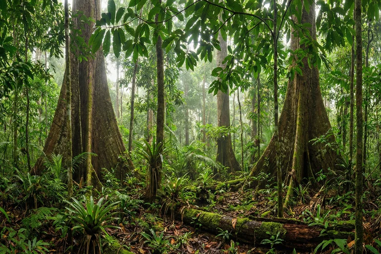 Endangered Amazon Trees Why Protected Areas Aren’t Enough Endangered Amazon Trees Why Protected Areas Aren’t Enough