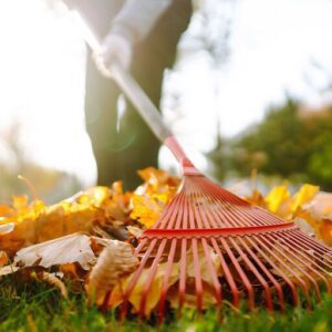 How To Get Rid Of Leaves Without Raking How To Get Rid Of Leaves Without Raking