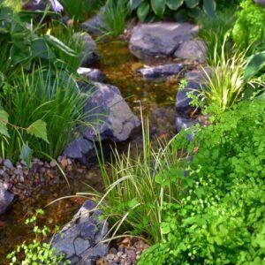 How to Make a Rainwater Garden How to Make a Rainwater Garden