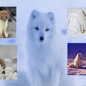 Animals That Turn White In Winter For Surviving Animals That Turn White In Winter For Surviving