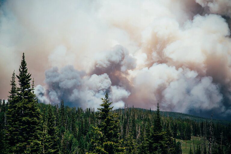 How to Protect Your Garden From Wildfire Smoke How to Protect Your Garden From Wildfire Smoke