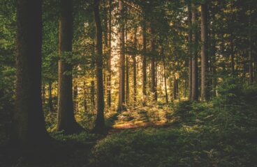 How Old Trees Can Guide Us Through Today's Wildfires