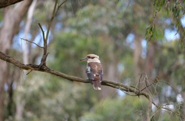 A Moving Story of Birds Helping Trees