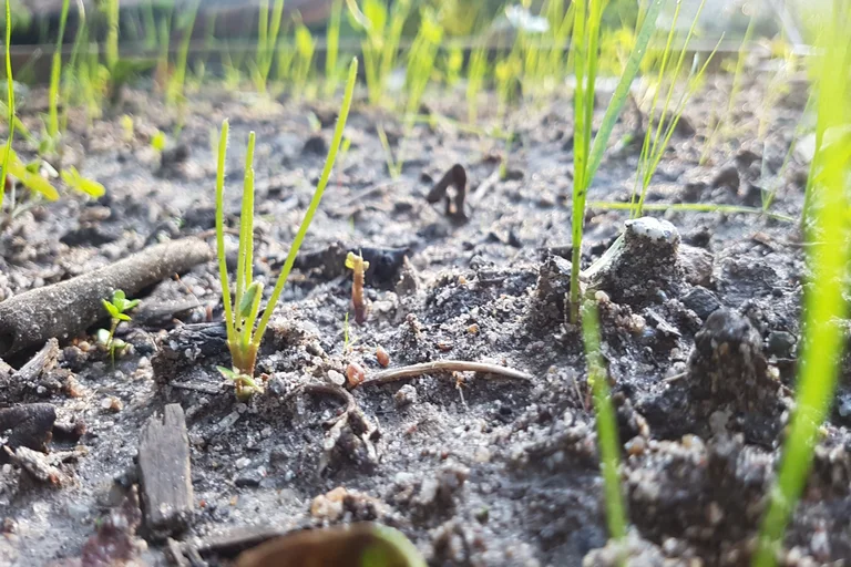 How Microclimates Are Quietly Changes Agriculture How Microclimates Are Quietly Changes Agriculture