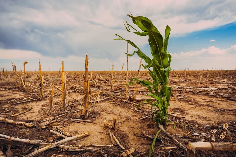 New Study Warns U.S Crops Could Be Half by 2100 New Study Warns U.S Crops Could Be Half by 2100