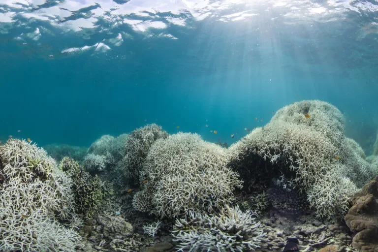 How Marine Heatwave Are Reshaping Ocean Life How Marine Heatwave Are Reshaping Ocean Life