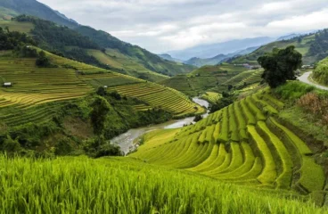 Terrace Farming Modern Techniques & Agricultural Advantages