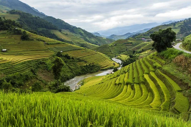 Terrace Farming Modern Techniques & Agricultural Advantages Terrace Farming Modern Techniques & Agricultural Advantages