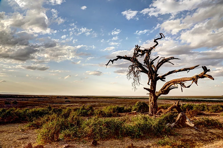 Tropical Tree Deaths Have Increased in Forest Areas
