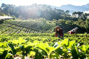 Terrace Farming Modern Techniques & Agricultural Advantages