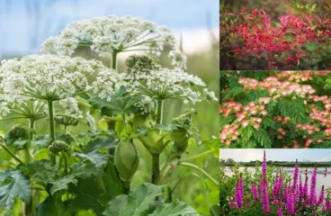 10 Most Common Plants That Are Illegal In U.S States