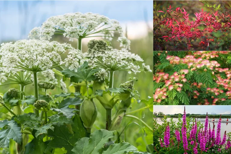 10 Most Common Plants That Are Illegal In U.S States 10 Most Common Plants That Are Illegal In U.S States