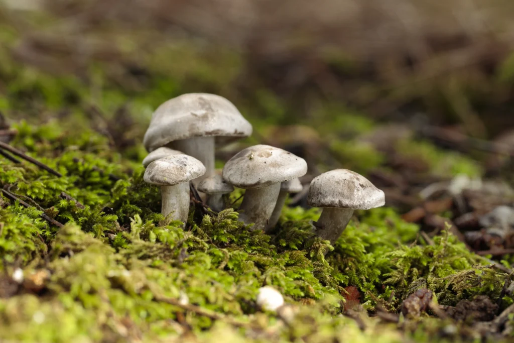 10 characteristics of fungi