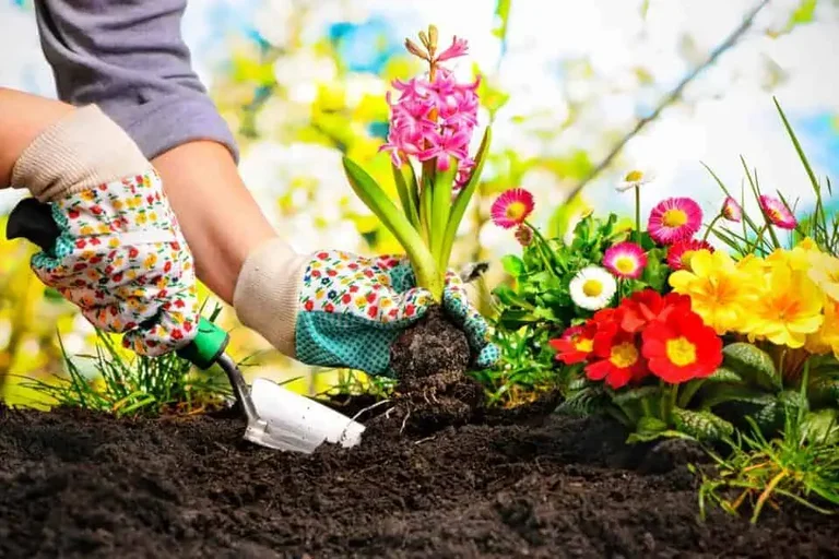 8 Plants That Naturally Boost Soil Health 8 Plants That Naturally Boost Soil Health