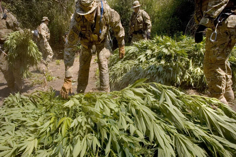 California Rangers Clear Illegal Marijuana Plants In National Park