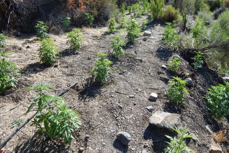 California Rangers Clear Illegal Marijuana Plants In National Park
