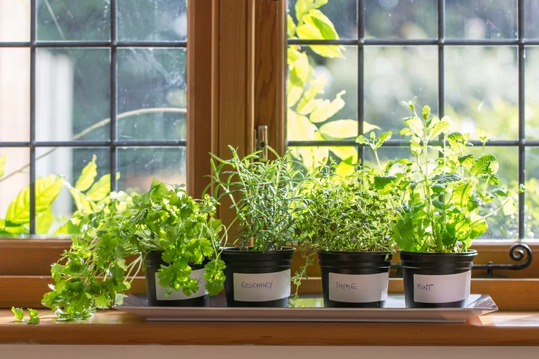 How to Make A Windowsill Herb Garden? How to Make A Windowsill Herb Garden?