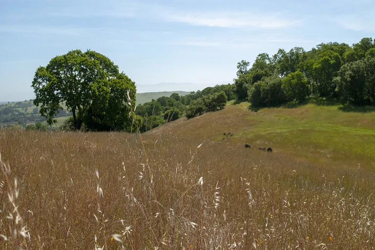 How To Restore Native Grasslands Using Seeding Technique How To Restore Native Grasslands Using Seeding Technique