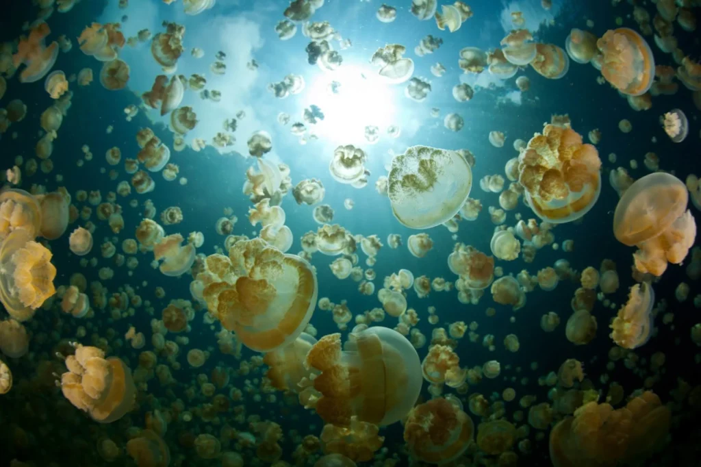 Jellyfish Lake, Palau (Swim With Thousands of Jellyfish)