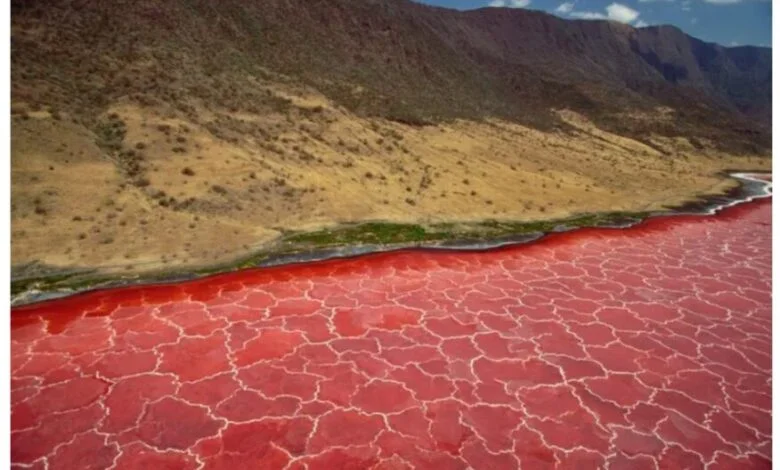 Lake Natron, Tanzania (The Petrifying Lake