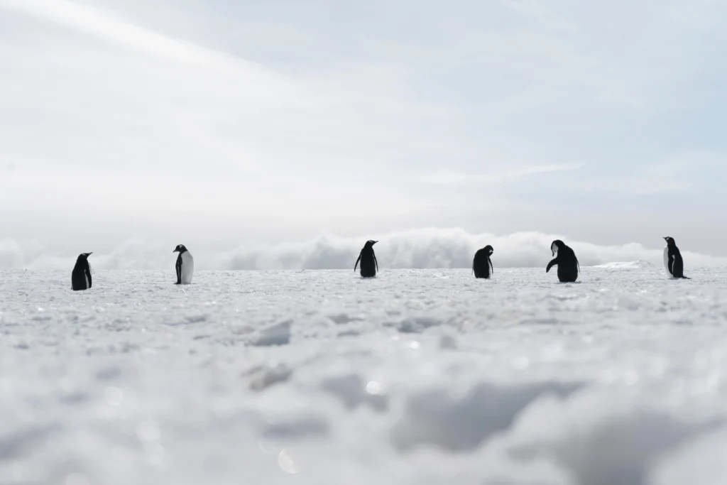 Antarctica Supports Unique Wildlife