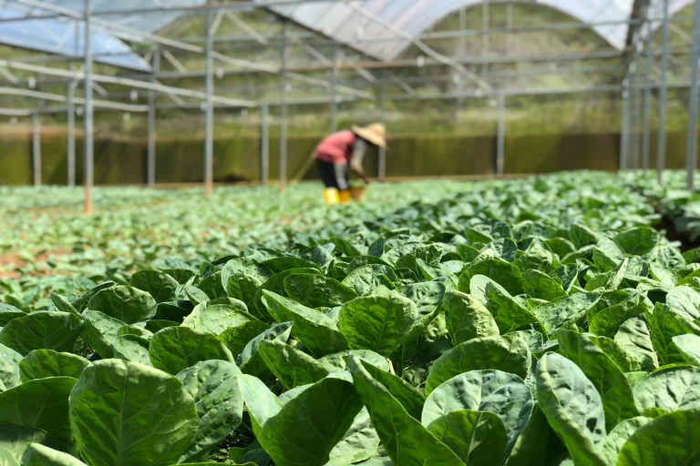 Hydroponic VS Terrace Farming In 2025