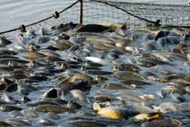 Overfishing and Marine Ecosystem Depletion