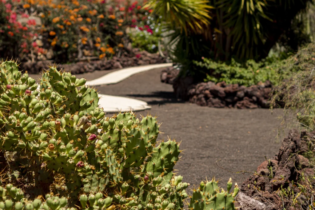 8 Best Drought Tolerant Plants For Low Water Landscapes