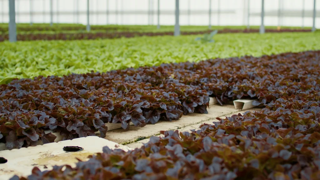 Aquaponic Farming: