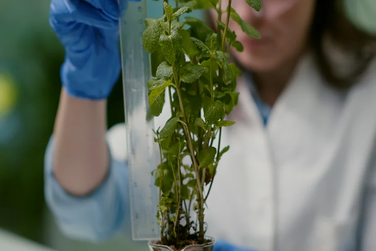 How DNA Research Unlocking The Hidden Half Of Plants