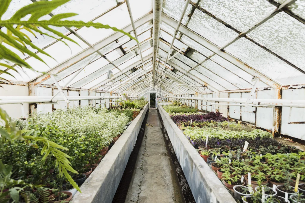 Greenhouse Farming