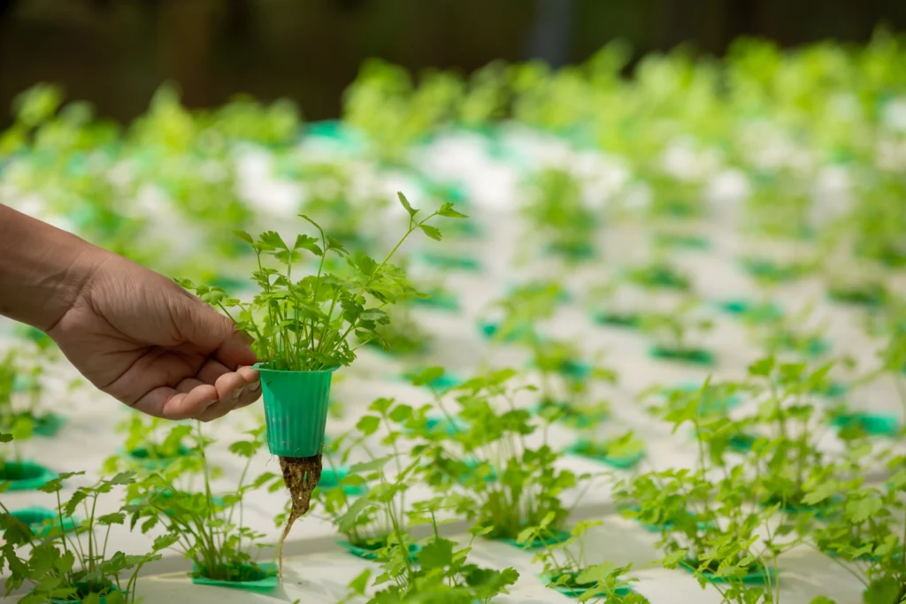 Hydroponic Terrace Farming: 