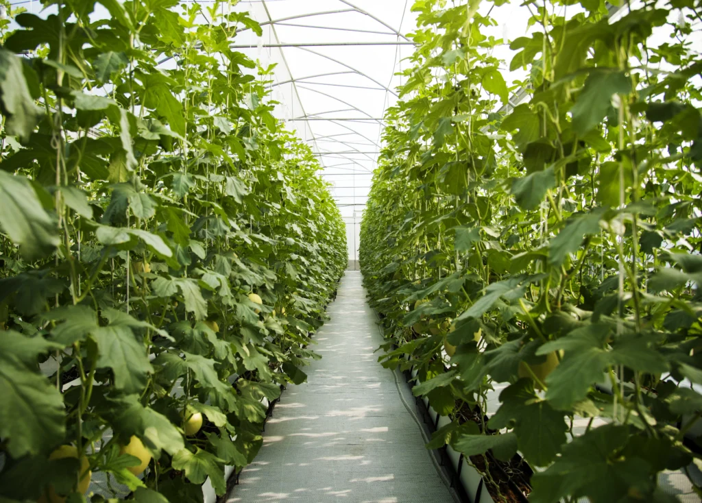 Vertical Farming