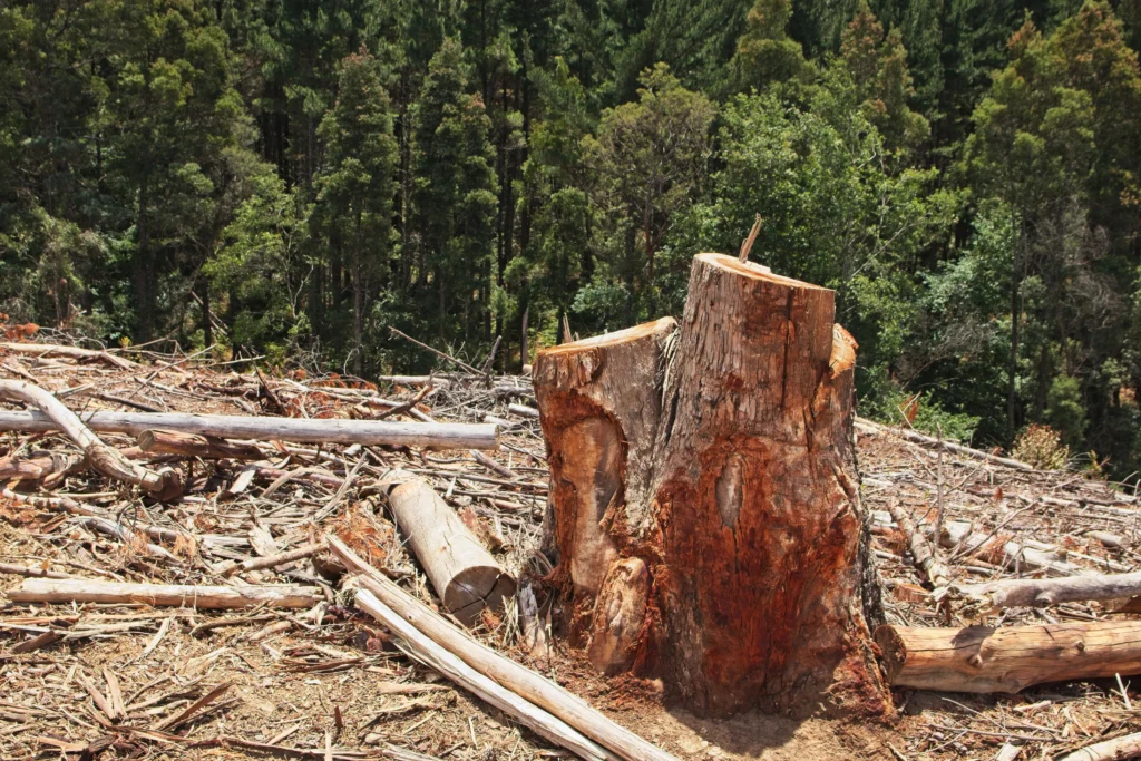 Deforestation and Human Impact
