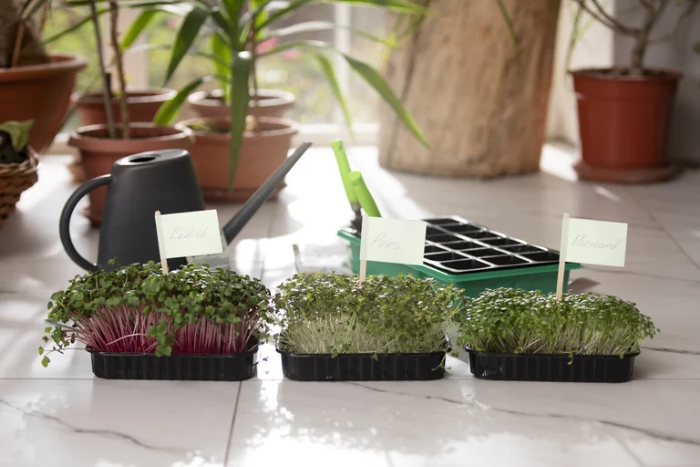 8 Low Maintenance Herbs You Can Easily Grow Indoors 8 Low Maintenance Herbs You Can Easily Grow Indoors