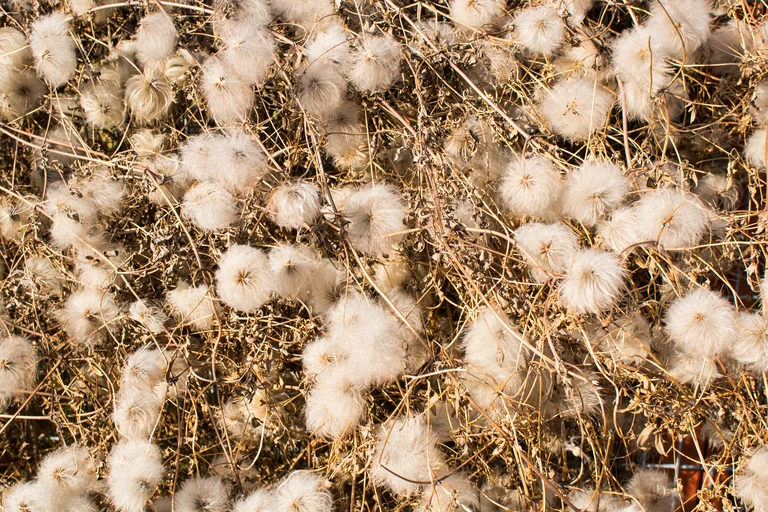 How Regenerative Organic Cotton Farming Restores Soil Health