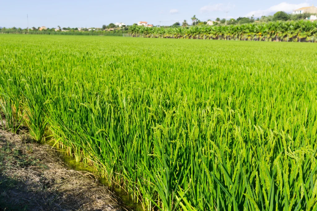 How Rice Roots Reduce Methane Emissions Naturally